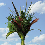 Arrangement Jamaica Beauty 7 Bouquets